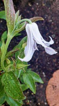 Plamének celolistý 'Hakuree' (Clematis integrifolia)