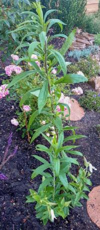 Plamének celolistý 'Hakuree' (Clematis integrifolia)