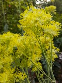 Žluťucha žlutá (Thalictrum flavum)