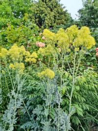 Žluťucha žlutá (Thalictrum flavum)