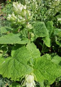 Šalvěj muškátová (Salvia sclarea)