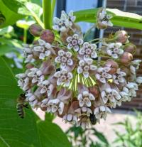 Klejicha hedvábná (Asclepias syriaca)