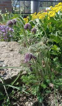 Koniklec luční český (Pulsatilla pratensis subsp bohemica)