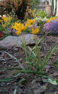 Tulipán planý (Tulipa sylvestris)