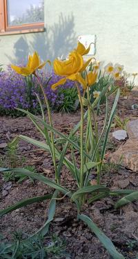 Tulipán planý (Tulipa sylvestris)