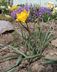 Tulipán planý (Tulipa sylvestris)