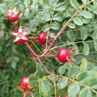 Růže Hugova - šípky (Rosa hugonis)