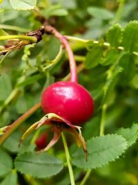 Růže Hugova - šípek (Rosa hugonis)