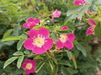 Růže převislá (Rosa pendulina)