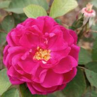 Růže damascénská 'Rose de Resht' - Portlandské růže