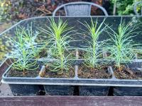 Borovice vejmutovka - mladé rostliny vypěstované ze semen (Pinus strobus)