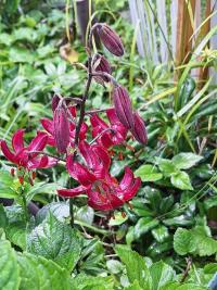 Lilie 'Claude Shride' - Martagon hybridy (Lilium)