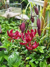 Lilie 'Claude Shride' - Martagon hybridy (Lilium)