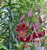 Lilie 'Claude Shride' - Martagon hybridy (Lilium)