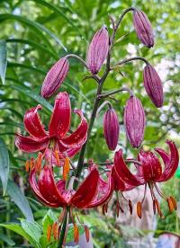 Lilie 'Claude Shride' - Martagon hybridy (Lilium)