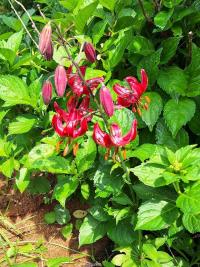 Lilie 'Claude Shride' - Martagon hybridy (Lilium)