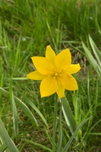 Tulipán planý (Tulipa sylvestris)