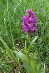 Prstnatec májový (Dactylorhiza majalis)