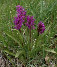 Prstnatec májový (Dactylorhiza majalis)
