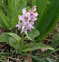 Prstnatec májový (Dactylorhiza majalis)