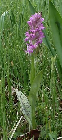 Prstnatec májový (Dactylorhiza majalis)