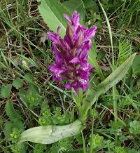Prstnatec májový (Dactylorhiza majalis)