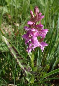 Prstnatec májový (Dactylorhiza majalis)