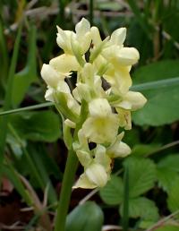 Vstavač bledý (Orchis pallens)