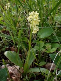 Vstavač bledý (Orchis pallens)