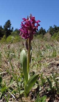 Prstnatec bezový (Dactylorhiza sambucina)