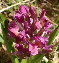 Prstnatec bezový (Dactylorhiza sambucina)