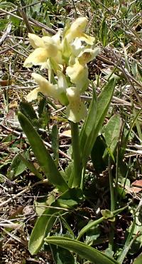 Prstnatec bezový (Dactylorhiza sambucina)