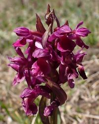 Prstnatec bezový (Dactylorhiza sambucina)