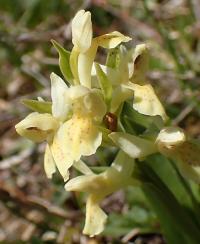 Prstnatec bezový (Dactylorhiza sambucina)