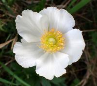 Sasanka lesní (Anemone sylvestris)