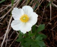 Sasanka lesní (Anemone sylvestris)