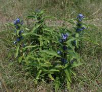 Hořec křížatý (Gentiana cruciata)