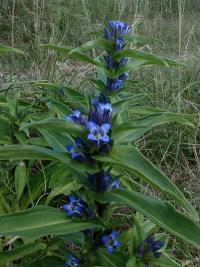 Hořec křížatý (Gentiana cruciata)