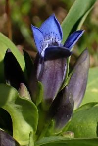 Hořec křížatý (Gentiana cruciata)