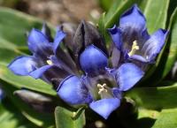 Hořec křížatý (Gentiana cruciata)