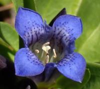 Hořec křížatý (Gentiana cruciata)