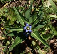 Hořec křížatý (Gentiana cruciata)