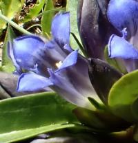 Hořec křížatý (Gentiana cruciata)