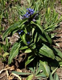 Hořec křížatý (Gentiana cruciata)