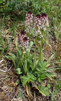Vstavač osmahlý (Orchis ustulata)