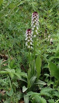Vstavač osmahlý (Orchis ustulata)