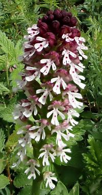 Vstavač osmahlý (Orchis ustulata)