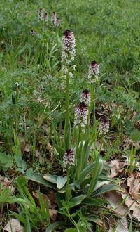 Vstavač osmahlý (Orchis ustulata)