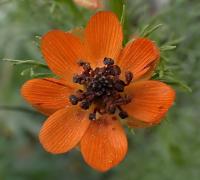 Hlaváček letní (Adonis aestivalis)