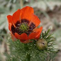 Hlaváček letní (Adonis aestivalis)